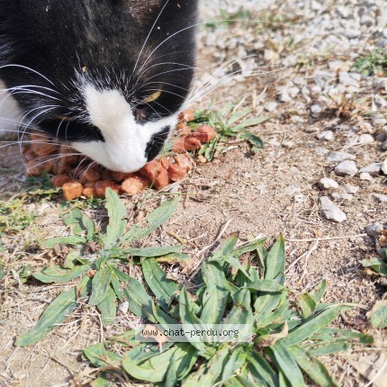Photo 1/1 Chat trouvé Trouvé à Ouroux Sur Saone