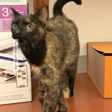 Photo 1/1 Chat trouvé Trouvé à Aix En Provence