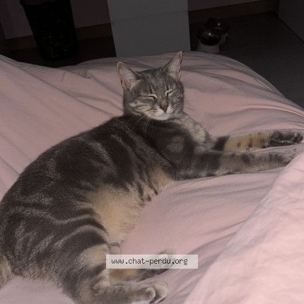 Photo de chat perdu à Pontault Combault