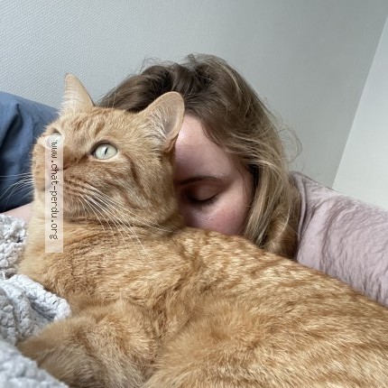 Photo de chat perdu à Saint Quentin