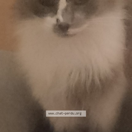 Photo de chat perdu à Saint Herblain