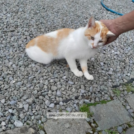 Photo 1/1 Chat trouvé Trouvé à Ittre