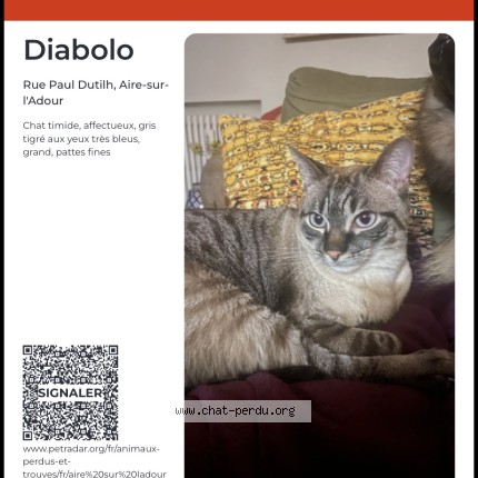 Photo 1/1 diabolo Chat perdu à Aire Sur L Adour