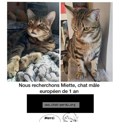 Photo 1/1 MIETTE Chat perdu à Chelles