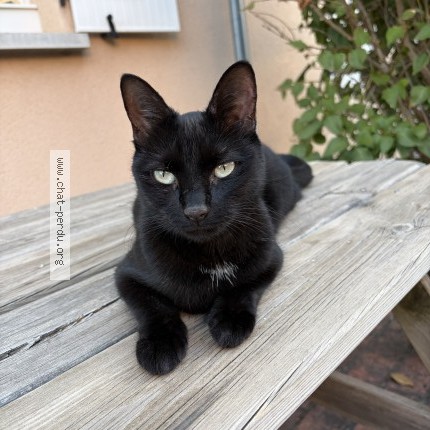 Photo de chat perdu à Martres Sur Morge