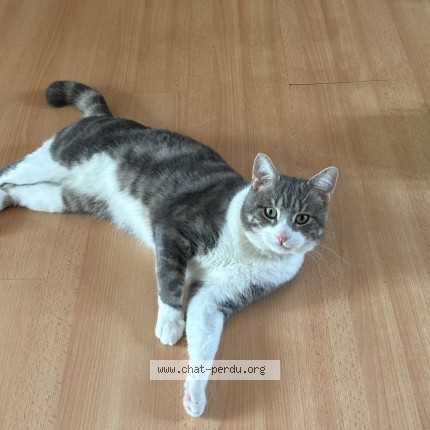 Photo de chat perdu à Villing