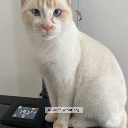 Photo de chat perdu à La Bastide L Eveque