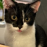 Faisca