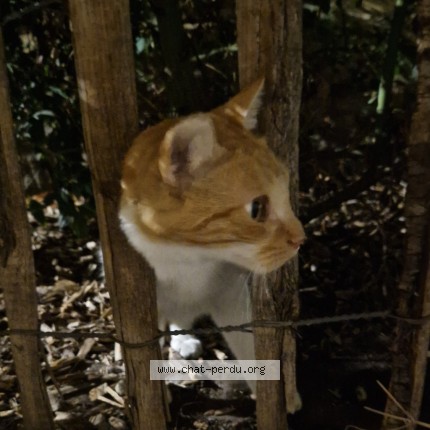 Photo 1/2 Chat trouvé Trouvé à Millau