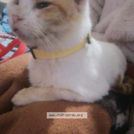 Photo de chat perdu à Onnaing