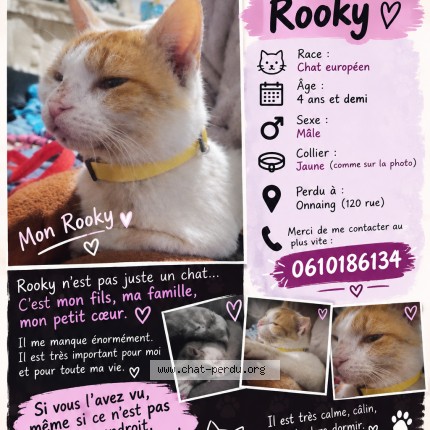 Photo 3/5 Rooky Chat perdu à Onnaing