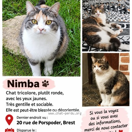 Photo 1/1 Nimba Chat perdu à Brest