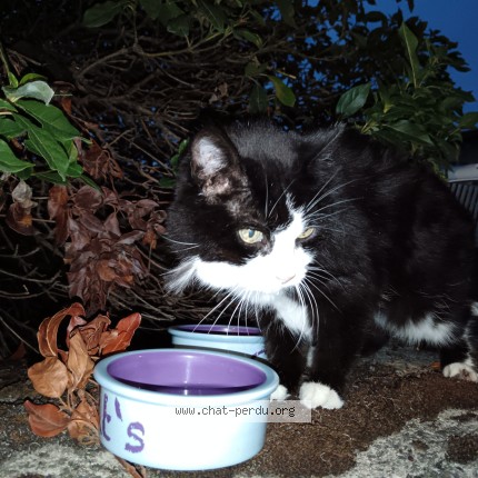 Photo 1/3 Chat trouvé Trouvé à Chateauroux