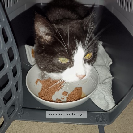 Photo 2/3 Chat trouvé Trouvé à Chateauroux