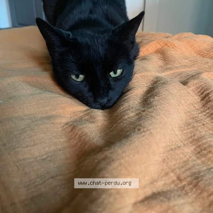 Photo 1/1 Chat retrouvé Perdu à Eyragues