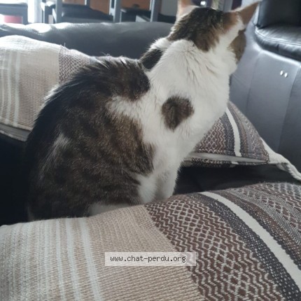 Photo de chat perdu à Reze