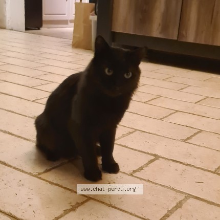 Photo 1/1 Chat trouvé Trouvé à Roumoules