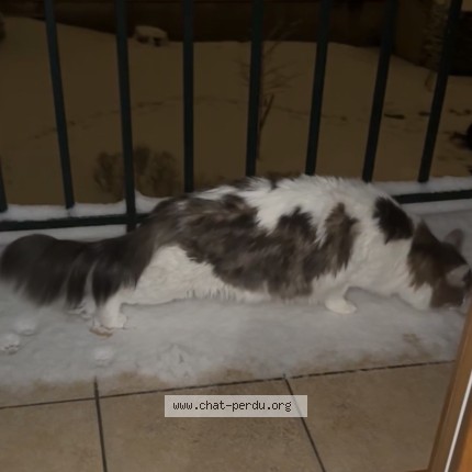 Photo de chat perdu à Vitry Sur Seine