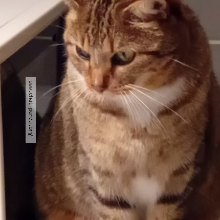 Photo de chat perdu à Royan