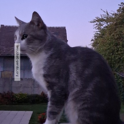 Photo 1/1 Chat trouvé Trouvé à Beaucamps Le Vieux