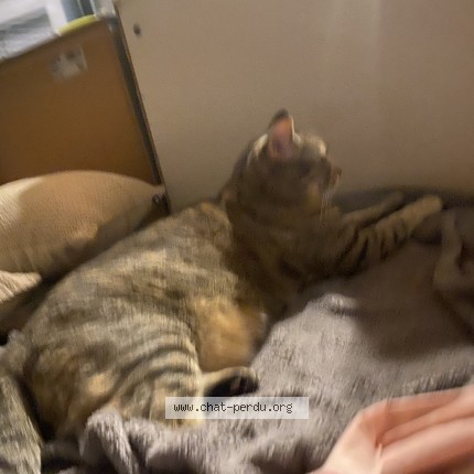 Photo de chat perdu à Prades