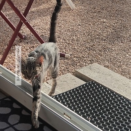 Photo de chat trouvé à Chauffailles