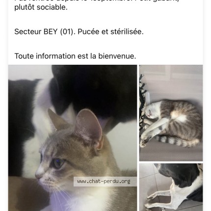 Photo 2/2 lila Chat perdu à Bey