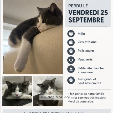 Photo 1/1 haku Chat perdu à Argenteuil
