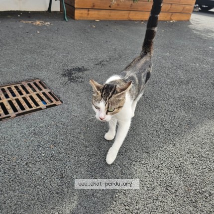 Photo 1/1 Chat trouvé Trouvé à Saint Pee Sur Nivelle