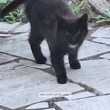 Photo de chat trouvé à Caloire