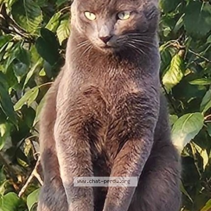 Photo de chat perdu à Bierne