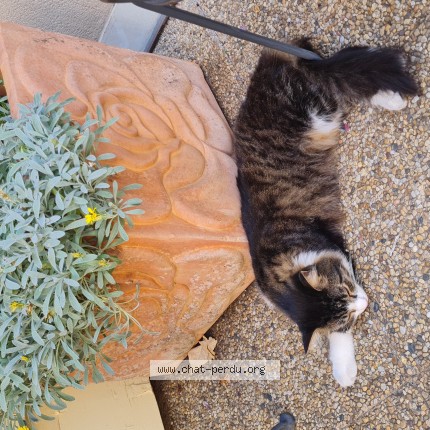 Photo de chat perdu à Prades