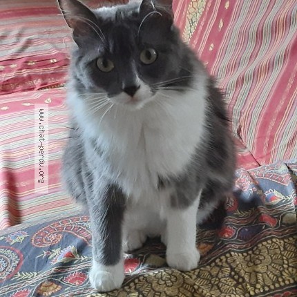 Photo de chat perdu à Quimperle