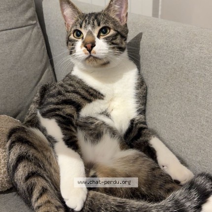 Photo de chat perdu à Moulins