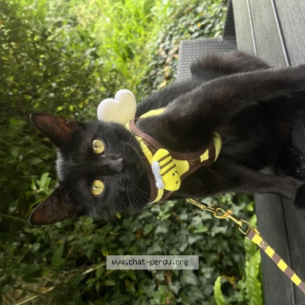Photo de chat perdu à Canteleu
