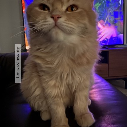 Photo 2/2 Chat retrouvé Perdu à Ivry Sur Seine