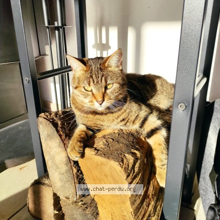 Photo de chat perdu à Rouans