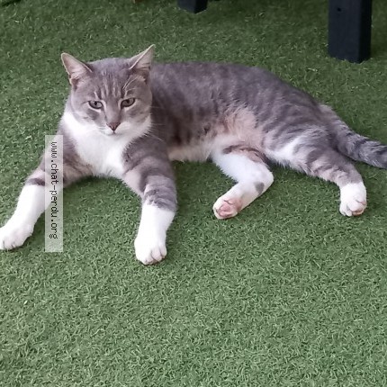 Photo de chat trouvé à Jonvelle
