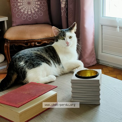 Photo de chat perdu à Le Pallet Il Est Sorti Vendredi