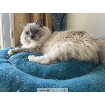 Photo de chat perdu à Le Havre