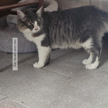 Photo de chat trouvé à St Cyprien