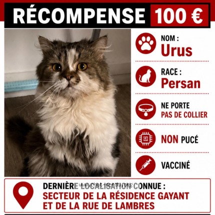 Photo de chat perdu à Douai