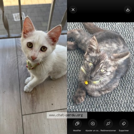 Photo 1/1 duman Chat perdu à Strasbourg