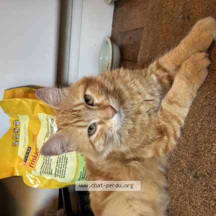 Photo de chat perdu à Levallois Perret