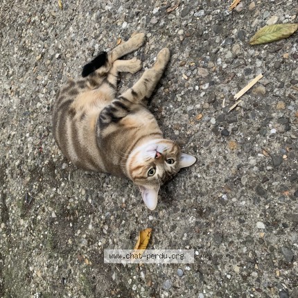 Photo 1/1 Chat trouvé Trouvé à Saint Etienne