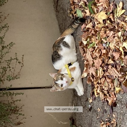 Photo de chat trouvé à Toulouse