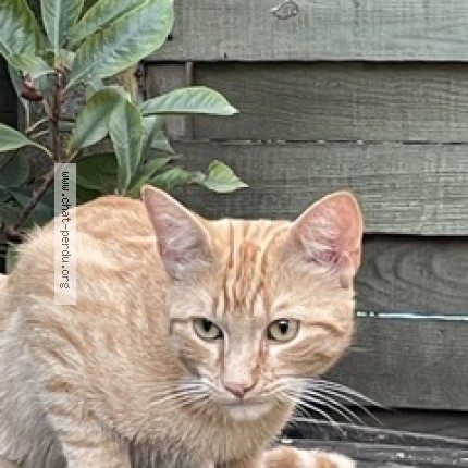 Photo 1/1 Chat trouvé Trouvé à Villenave D Ornon