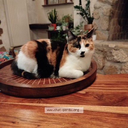 Photo de chat perdu à Saint Didier Sur Rochefort