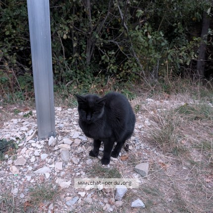 Photo 1/1 Chat trouvé Trouvé à Pommerol
