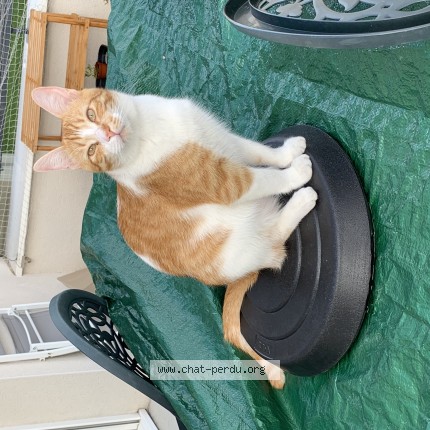 Photo de chat perdu à Seichamps